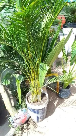 Maxino Gardens