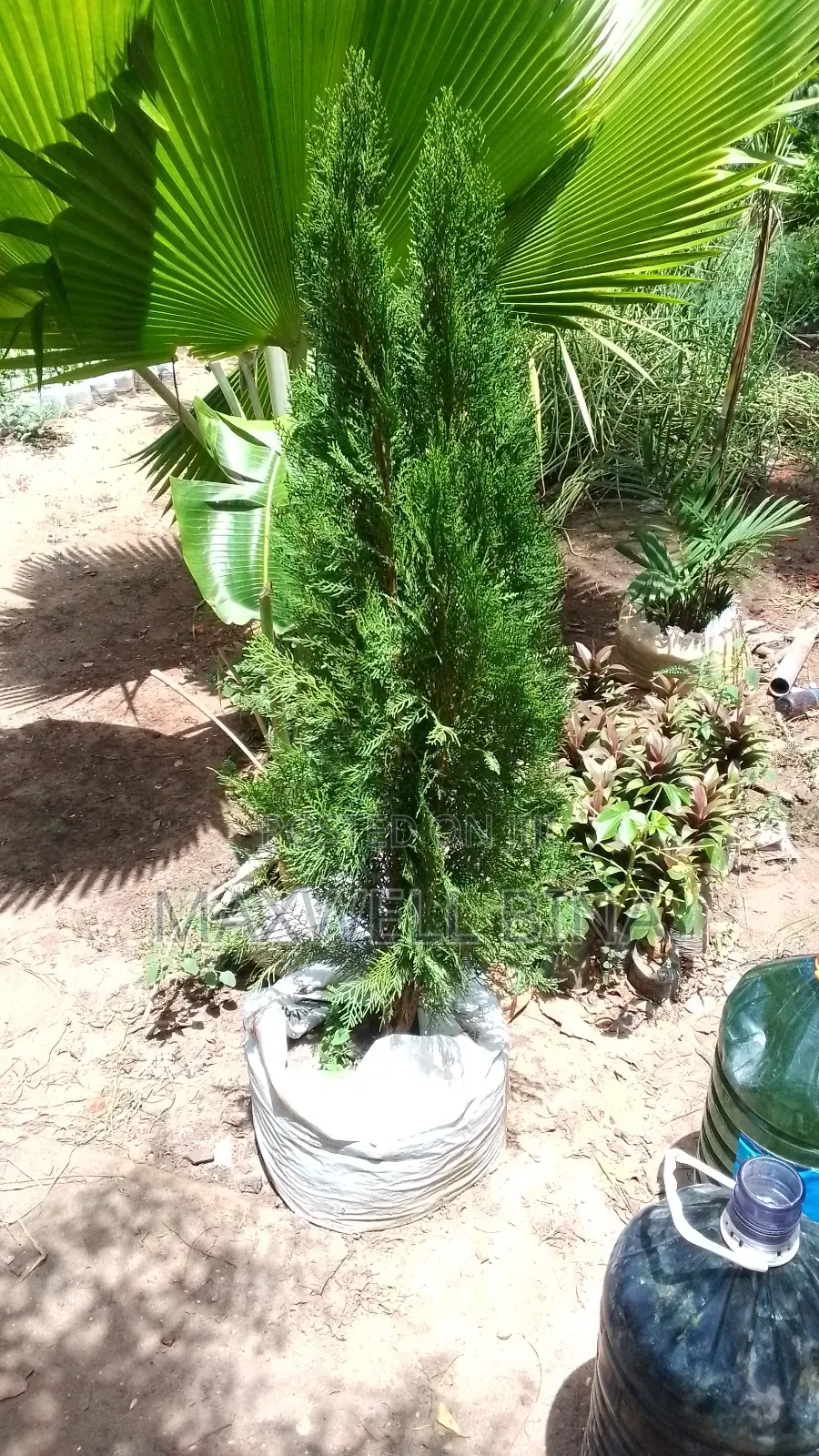 Maxino Gardens