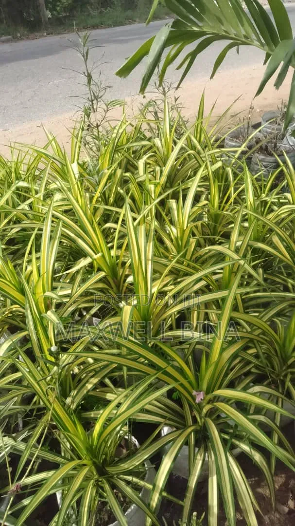 Maxino Gardens