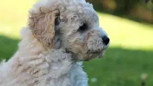 1+ year Female Purebred Poodle