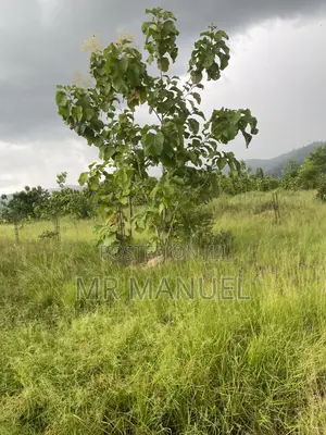 Title Land