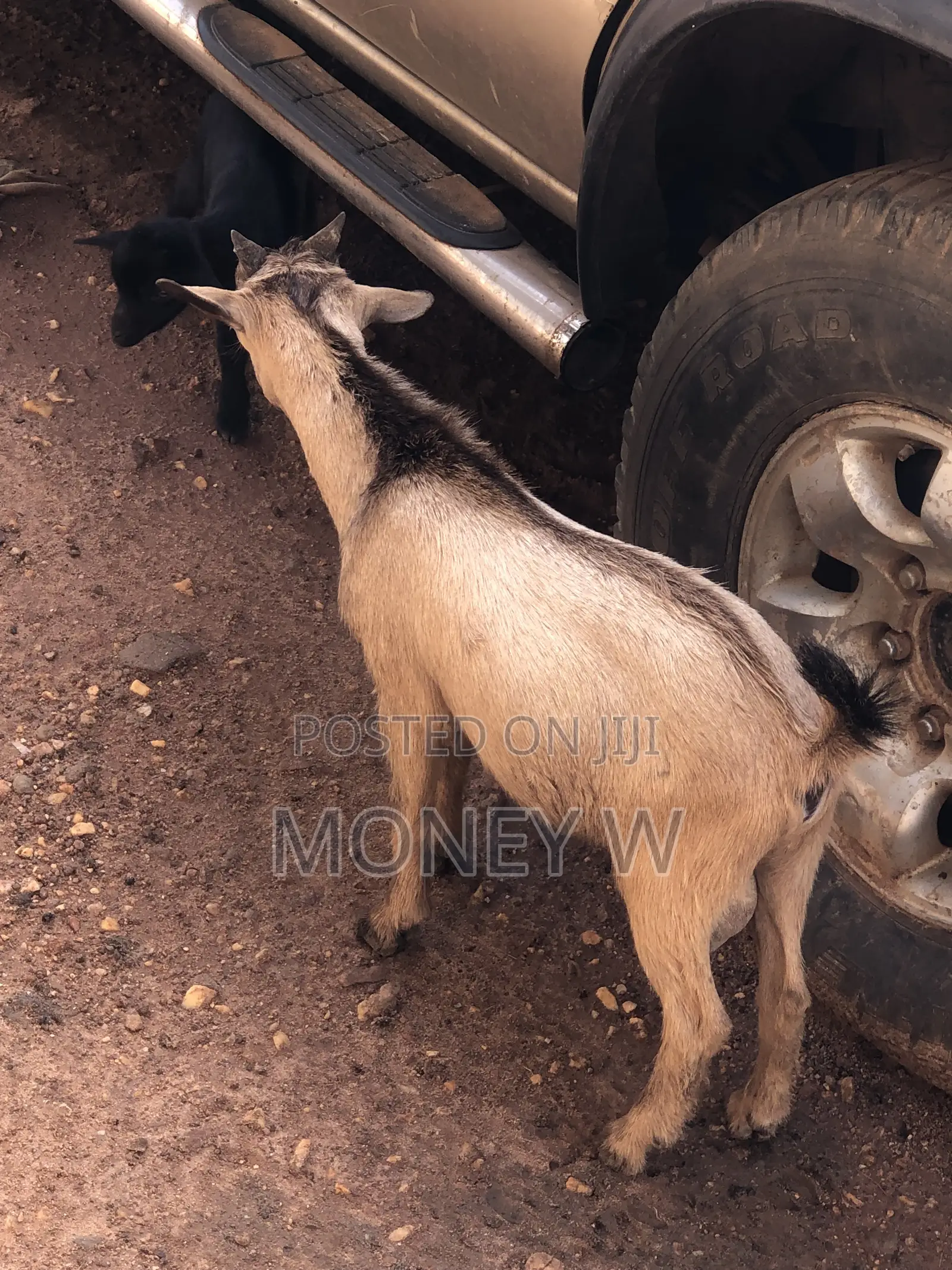 Goats for Sale