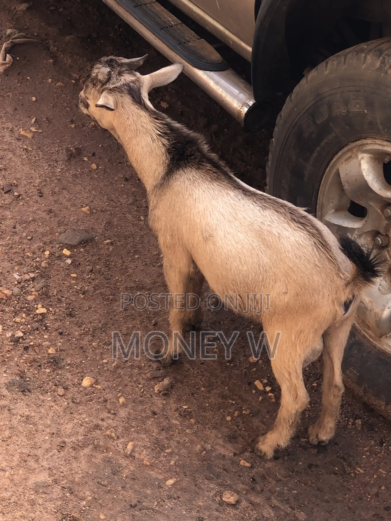 Goats for Sale