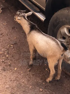 Goats for Sale