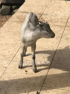 Goats for Sale Male