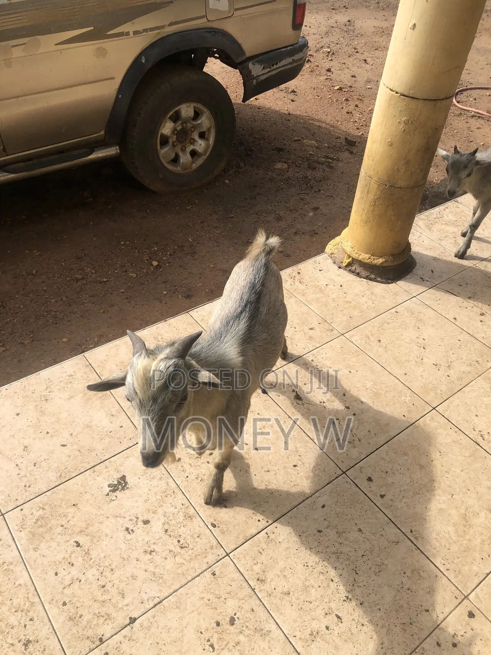 Goats for Sale Male