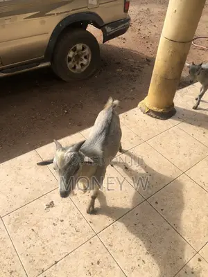 Goats for Sale Male