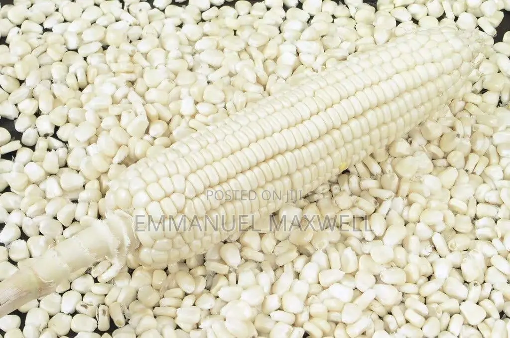 Nutritious White Maize