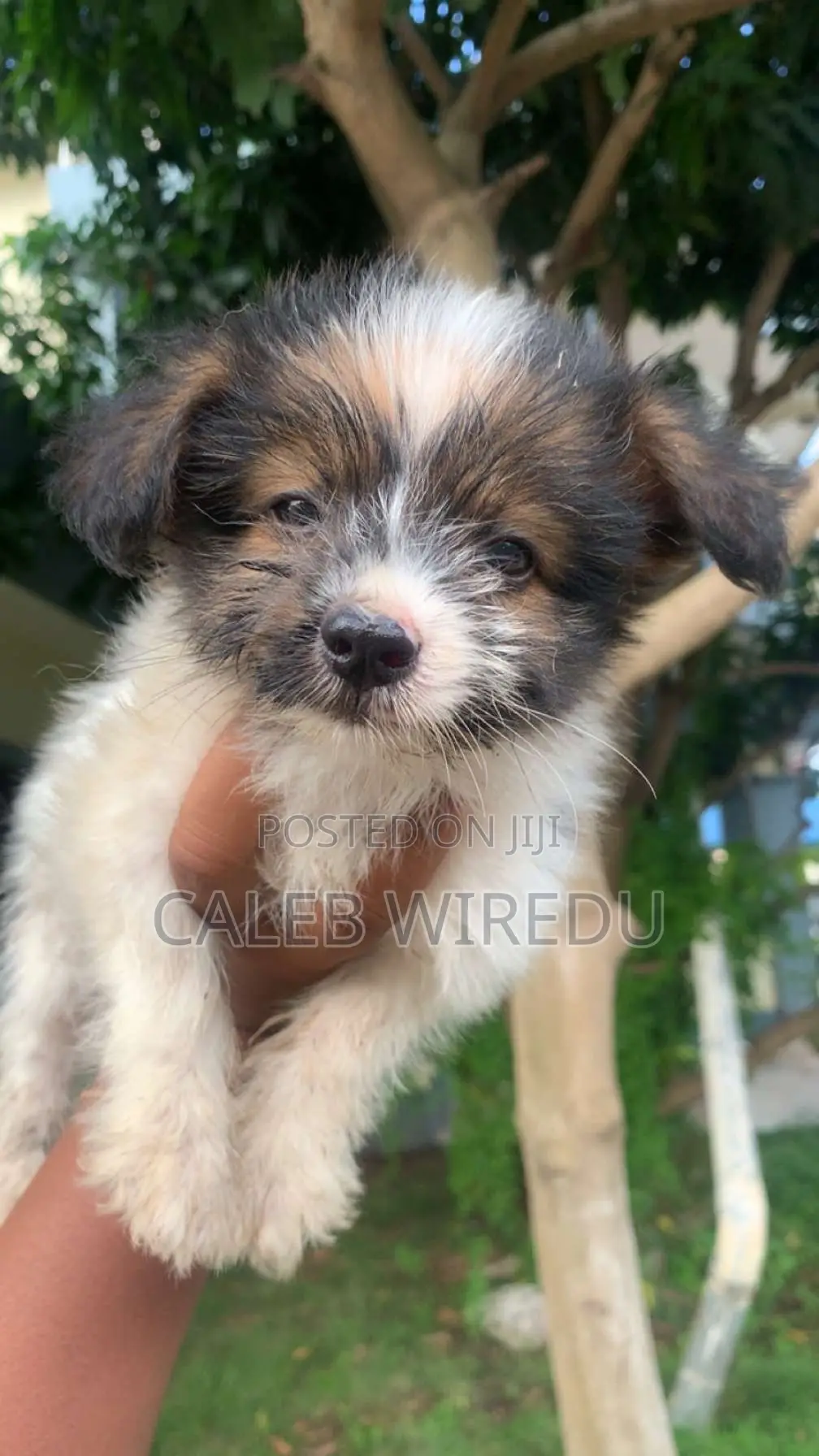 1-3 months Male Purebred Maltese