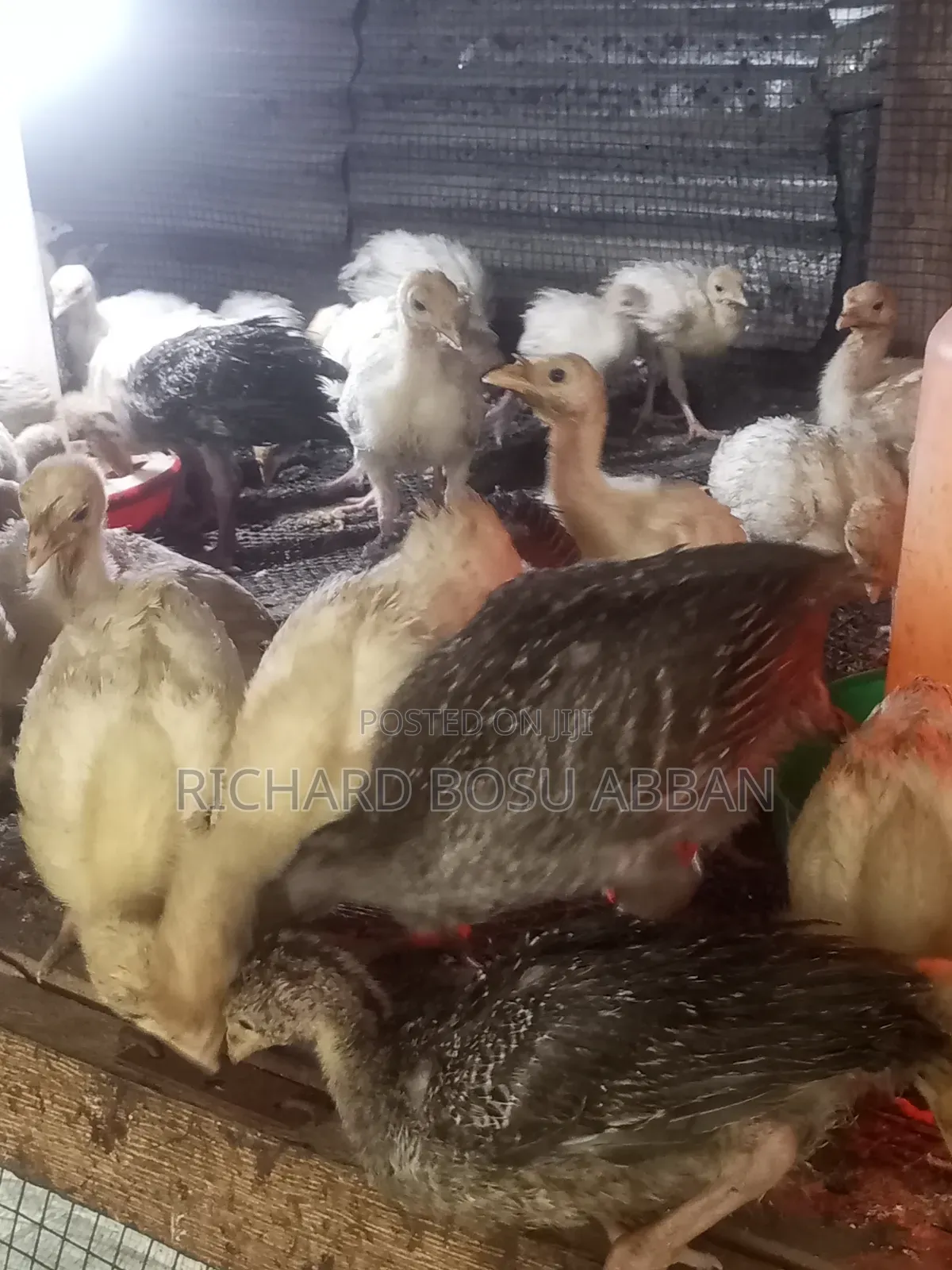 Imported Turkey Poult for Sale