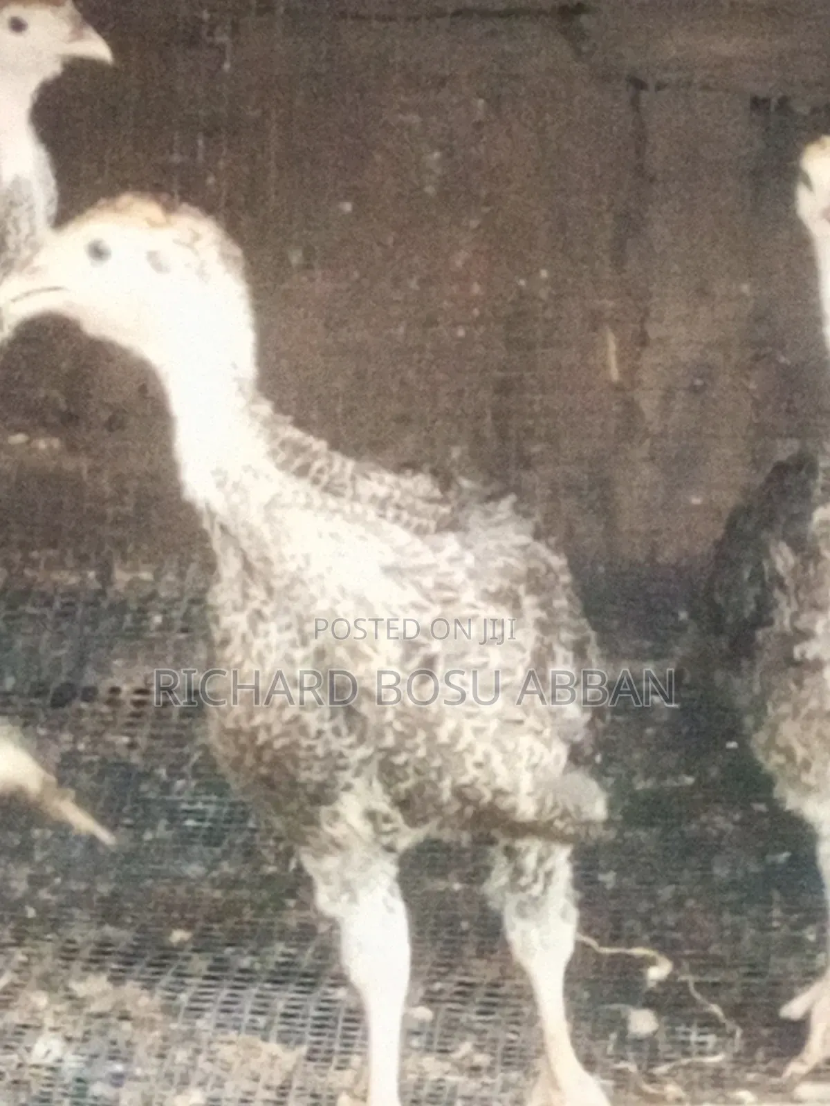 Imported Turkey Poult for Sale