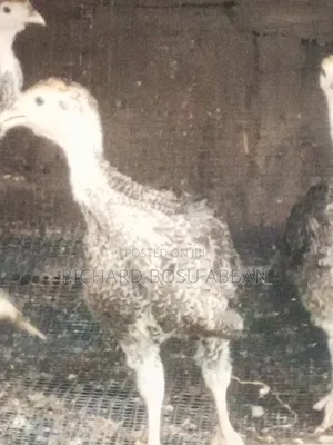 Imported Turkey Poult for Sale