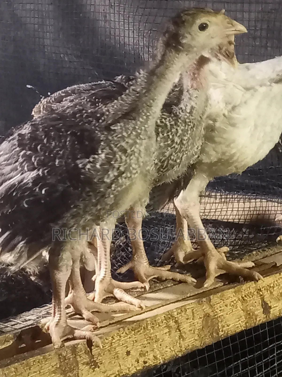 Imported Turkey Poult for Sale