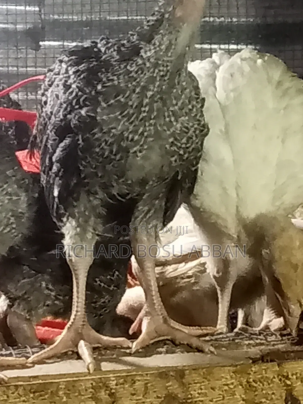 Imported Turkey Poult for Sale