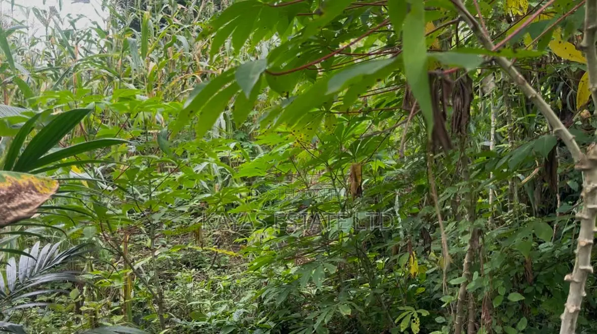 Fertile Farmlands for Sale