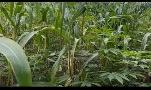 Fertile Farmlands for Sale