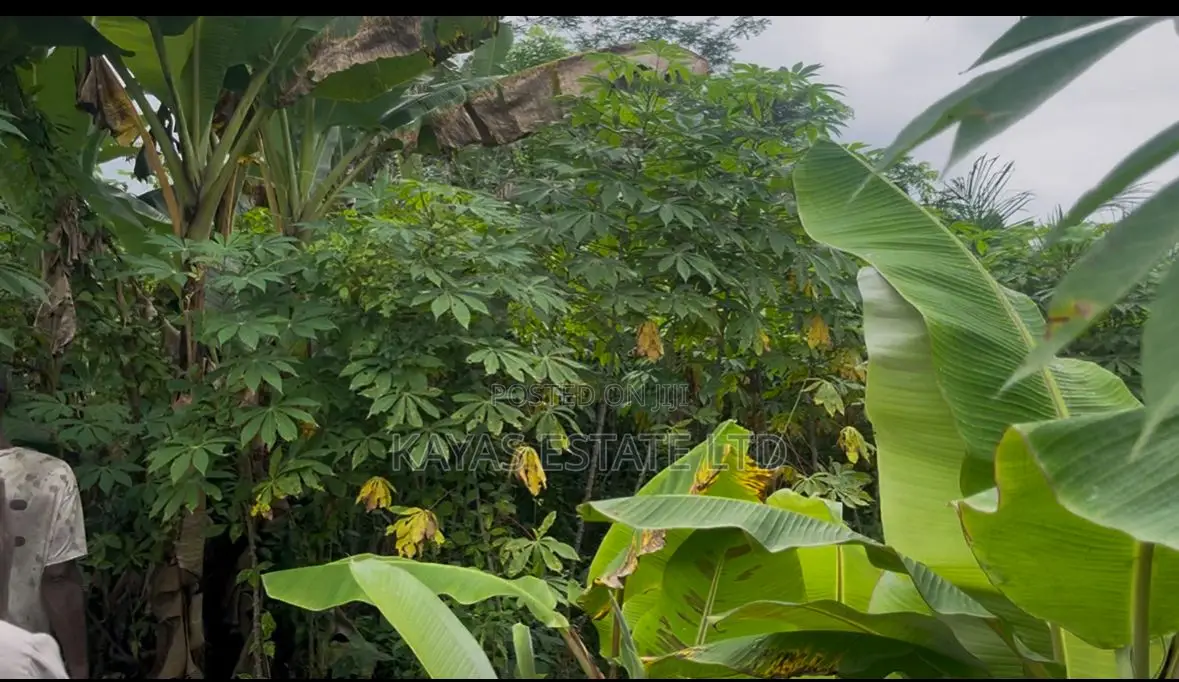 Fertile Farmlands for Sale