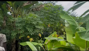 Fertile Farmlands for Sale