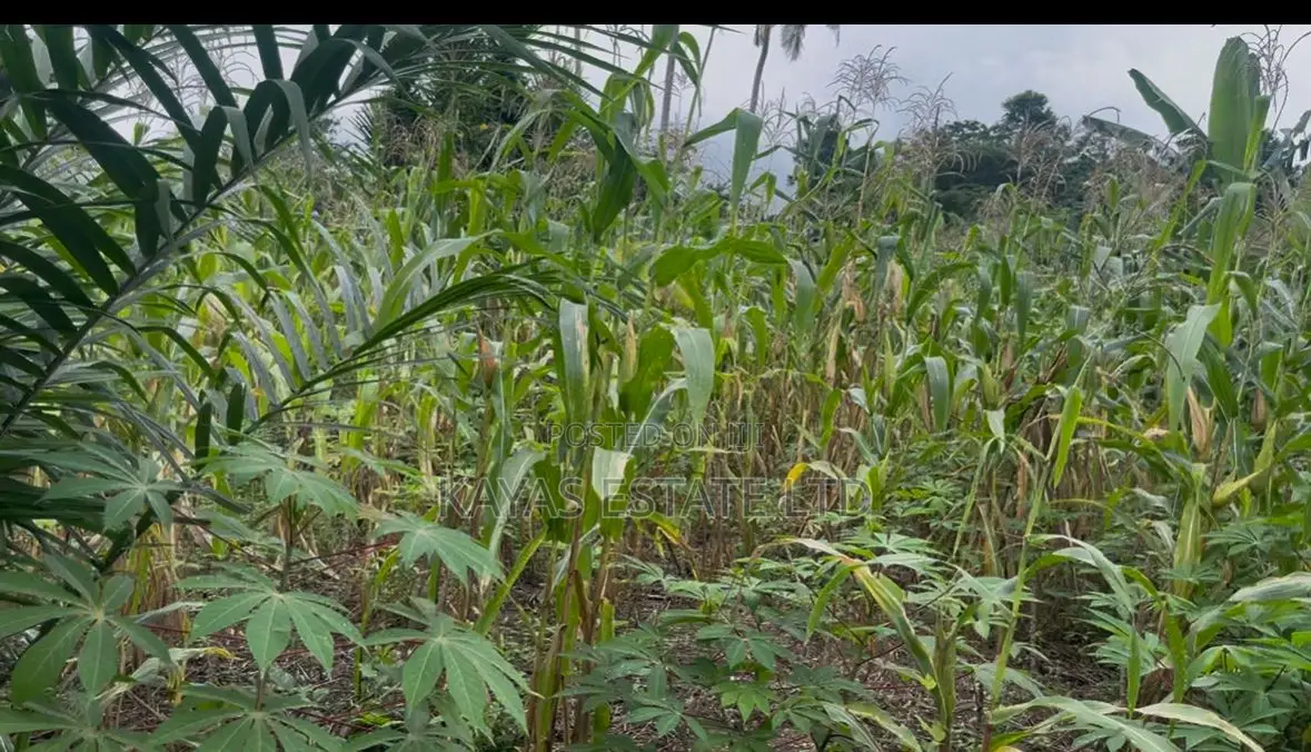 Fertile Farmlands for Sale