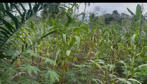 Fertile Farmlands for Sale