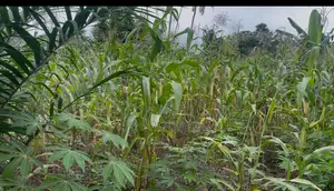 Fertile Farmlands for Sale