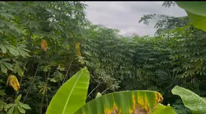Fertile Farmlands for Sale