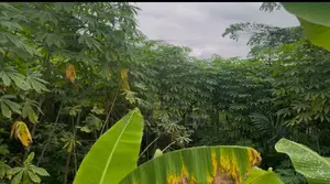 Fertile Farmlands for Sale