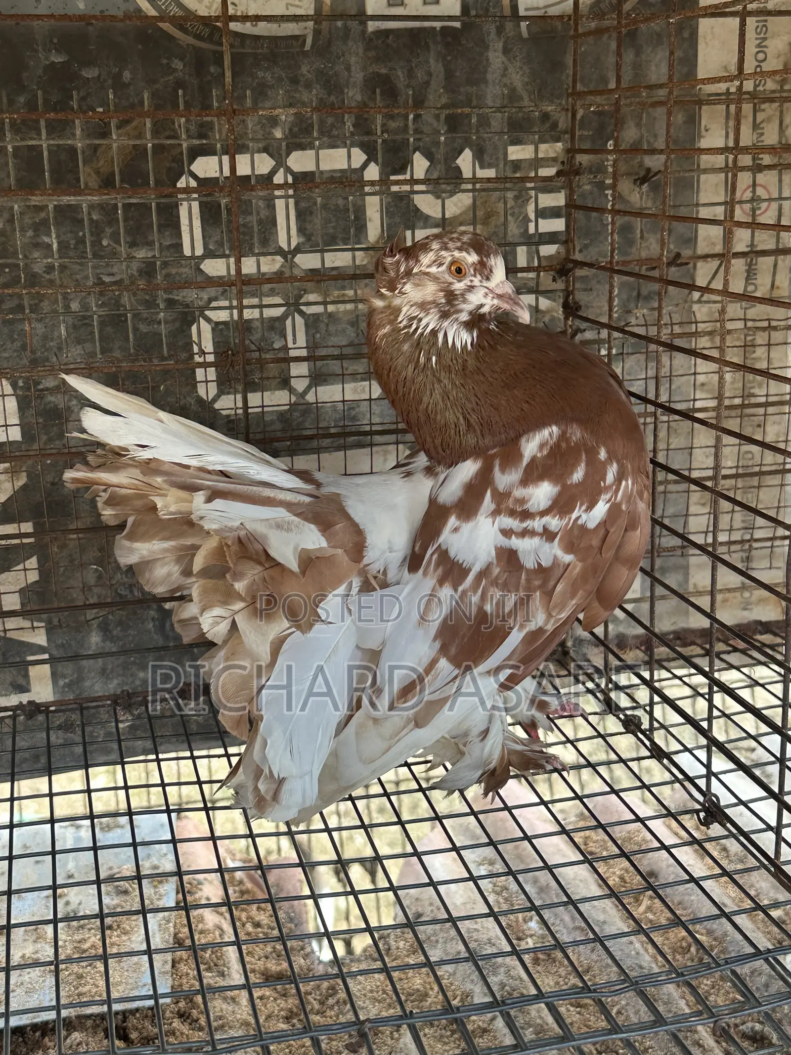 Indian Fantail Pigeons