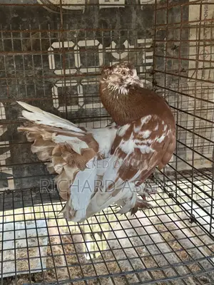 Indian Fantail Pigeons