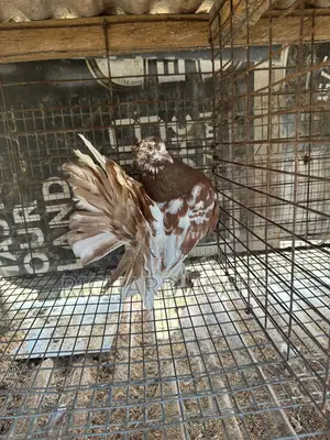 Indian Fantail Pigeons