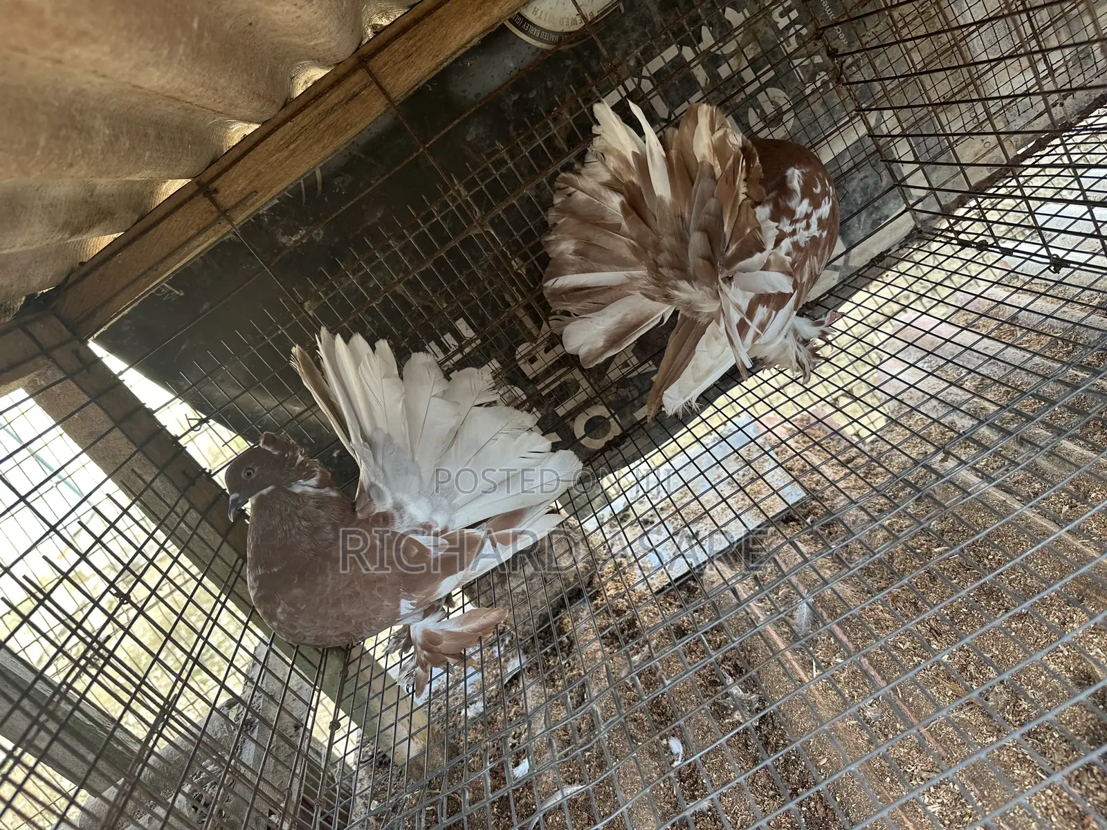 Indian Fantail Pigeons