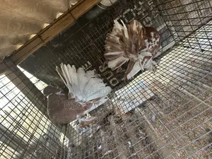 Indian Fantail Pigeons
