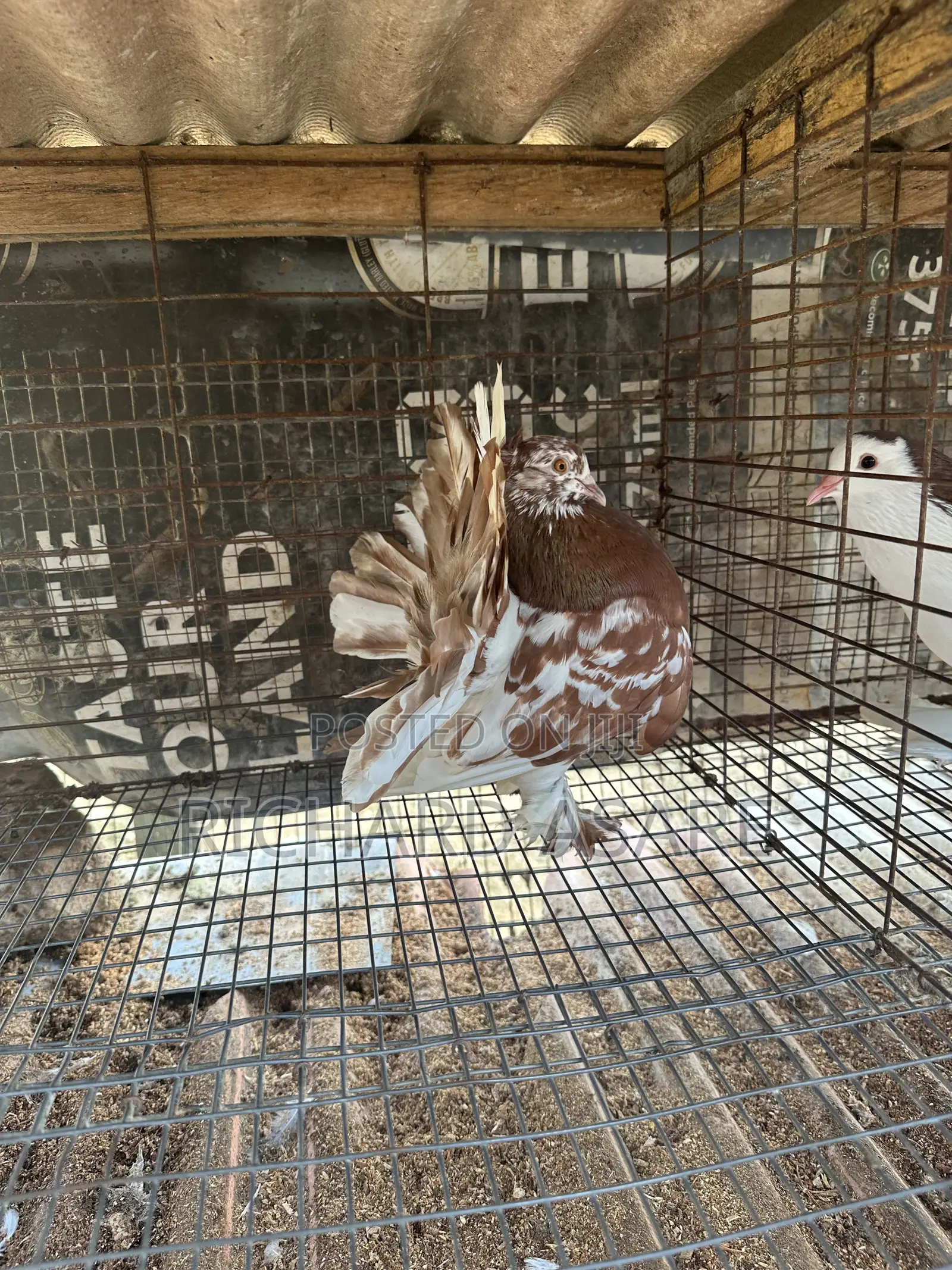 Indian Fantail Pigeons