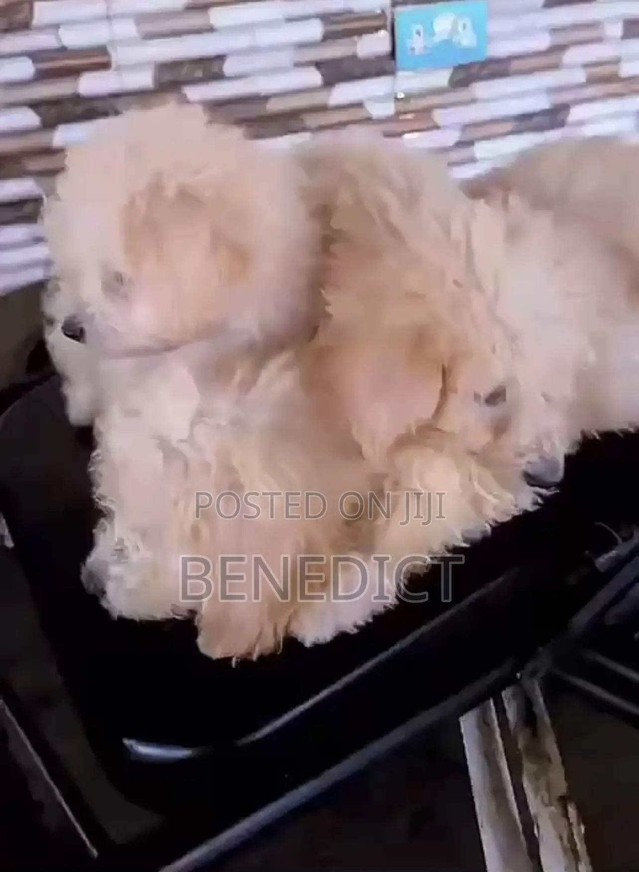 3-6 months Female Mixed Breed Poodle