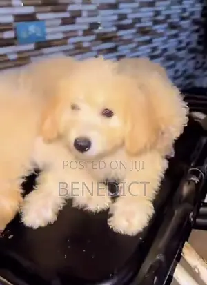 3-6 months Female Mixed Breed Poodle