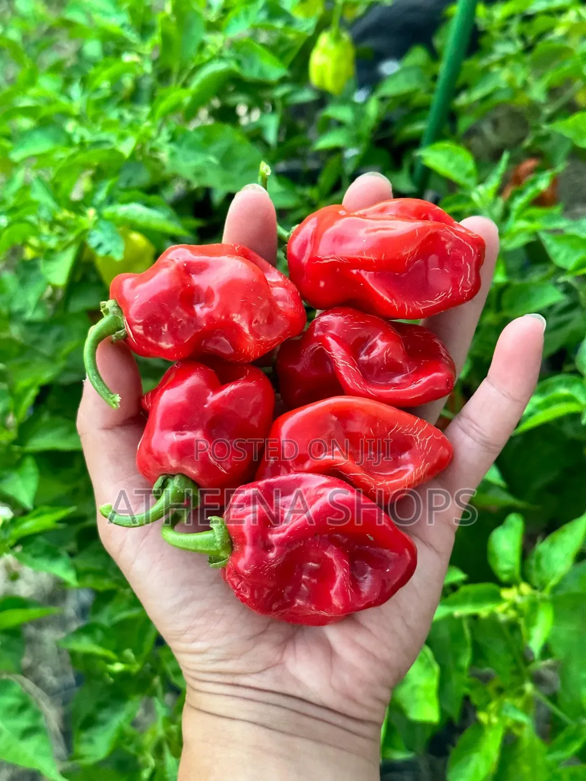 Red Habanero