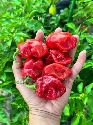 Red Habanero