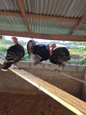 Males and Females Turkeys Are Available for Sale.