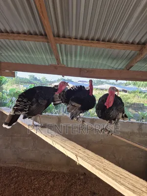 Males and Females Turkeys Are Available for Sale.