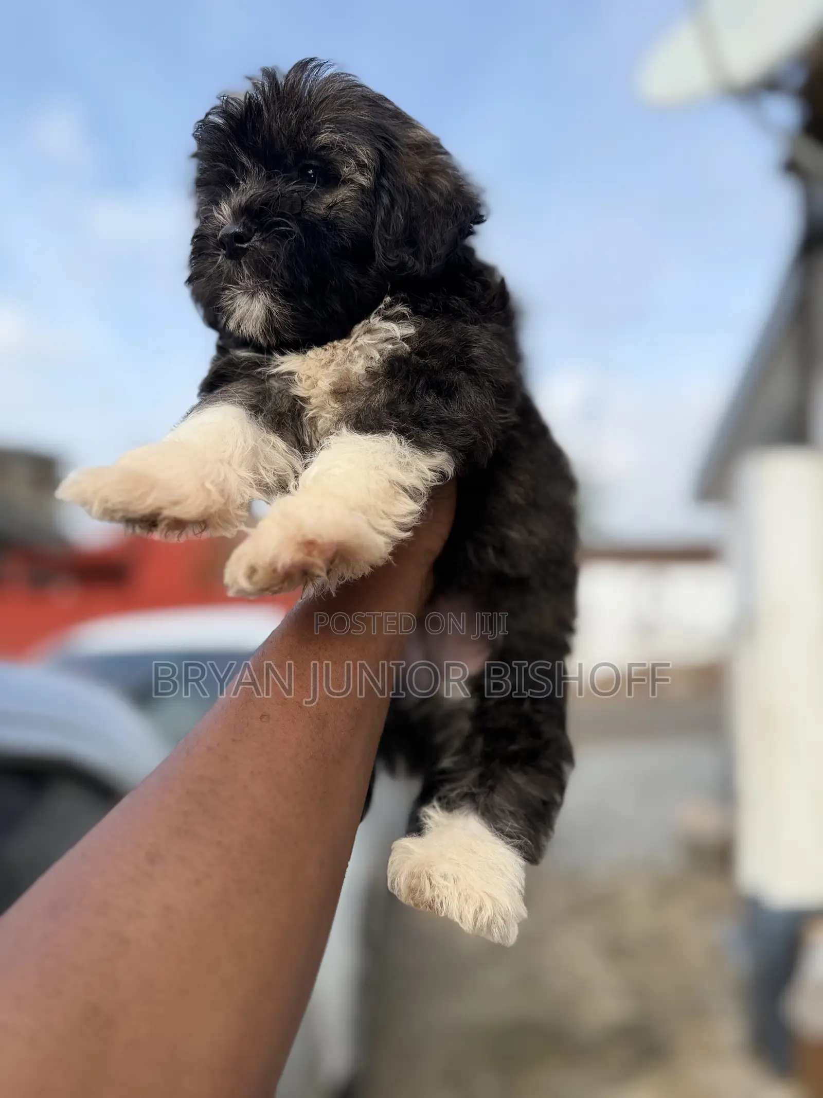 1-3 months Female Purebred Poodle