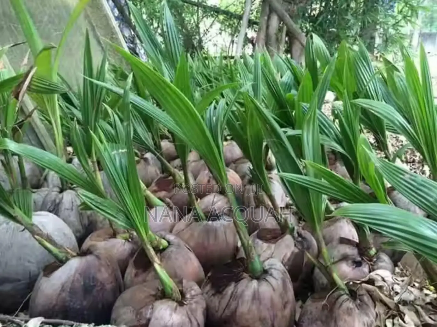 Dwarf Coconut Seedling