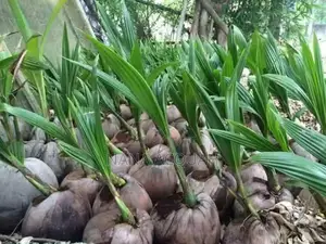 Dwarf Coconut Seedling