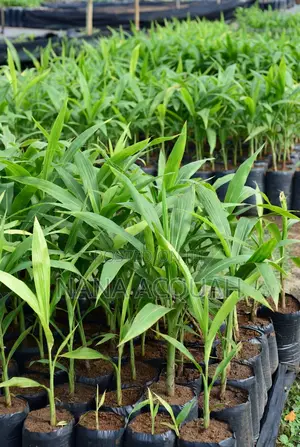 Dwarf Coconut Seedling