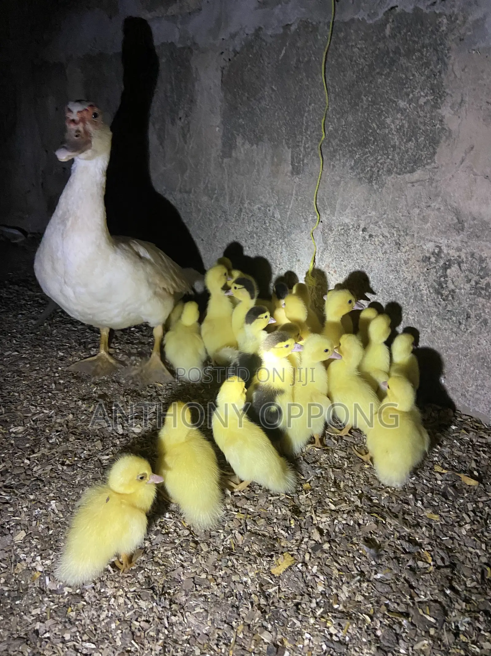 Dayold Ducklings