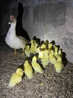 Dayold Ducklings