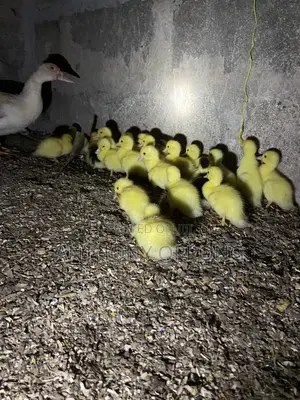 Dayold Ducklings