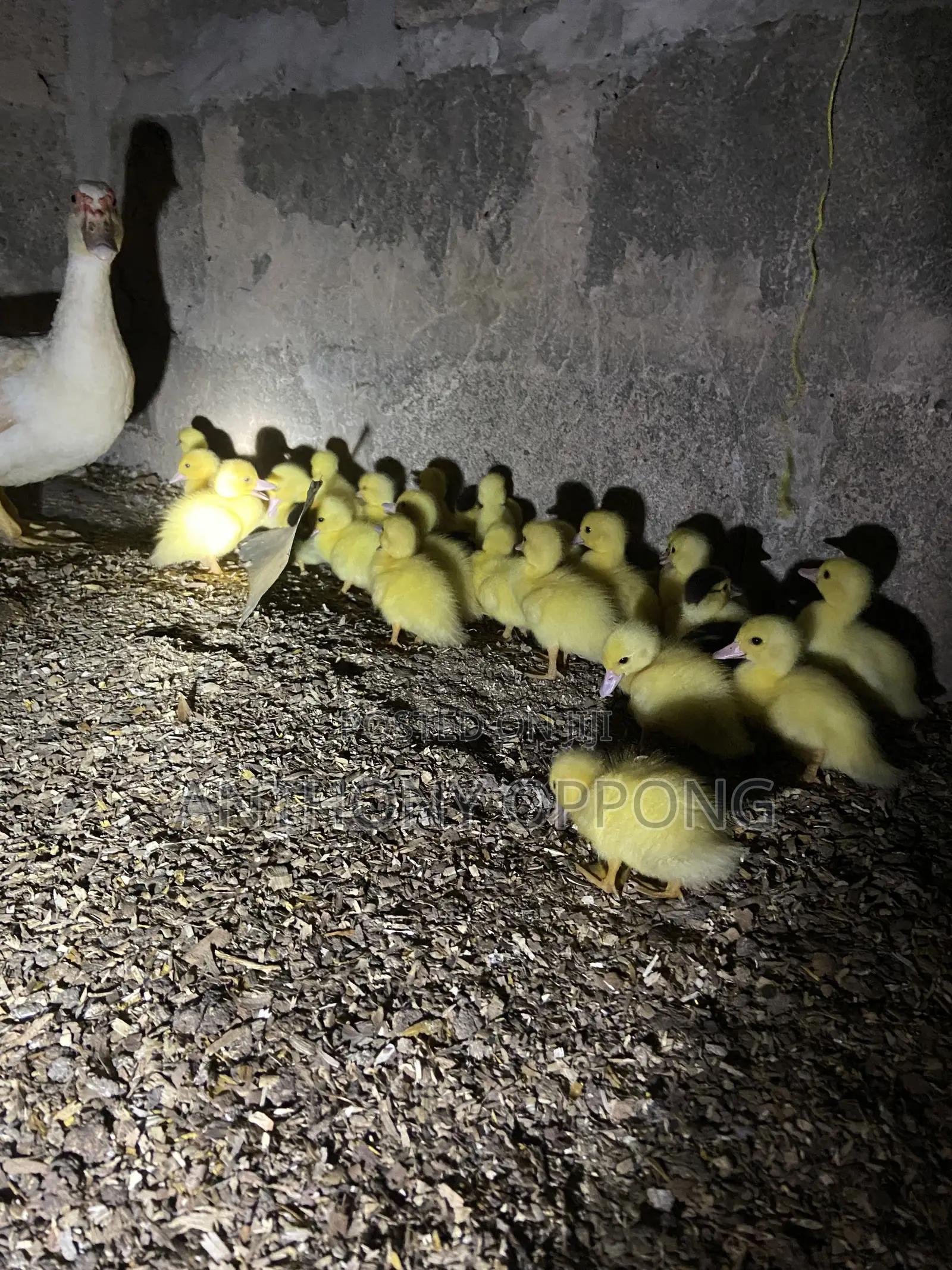 Dayold Ducklings