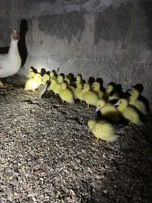 Dayold Ducklings