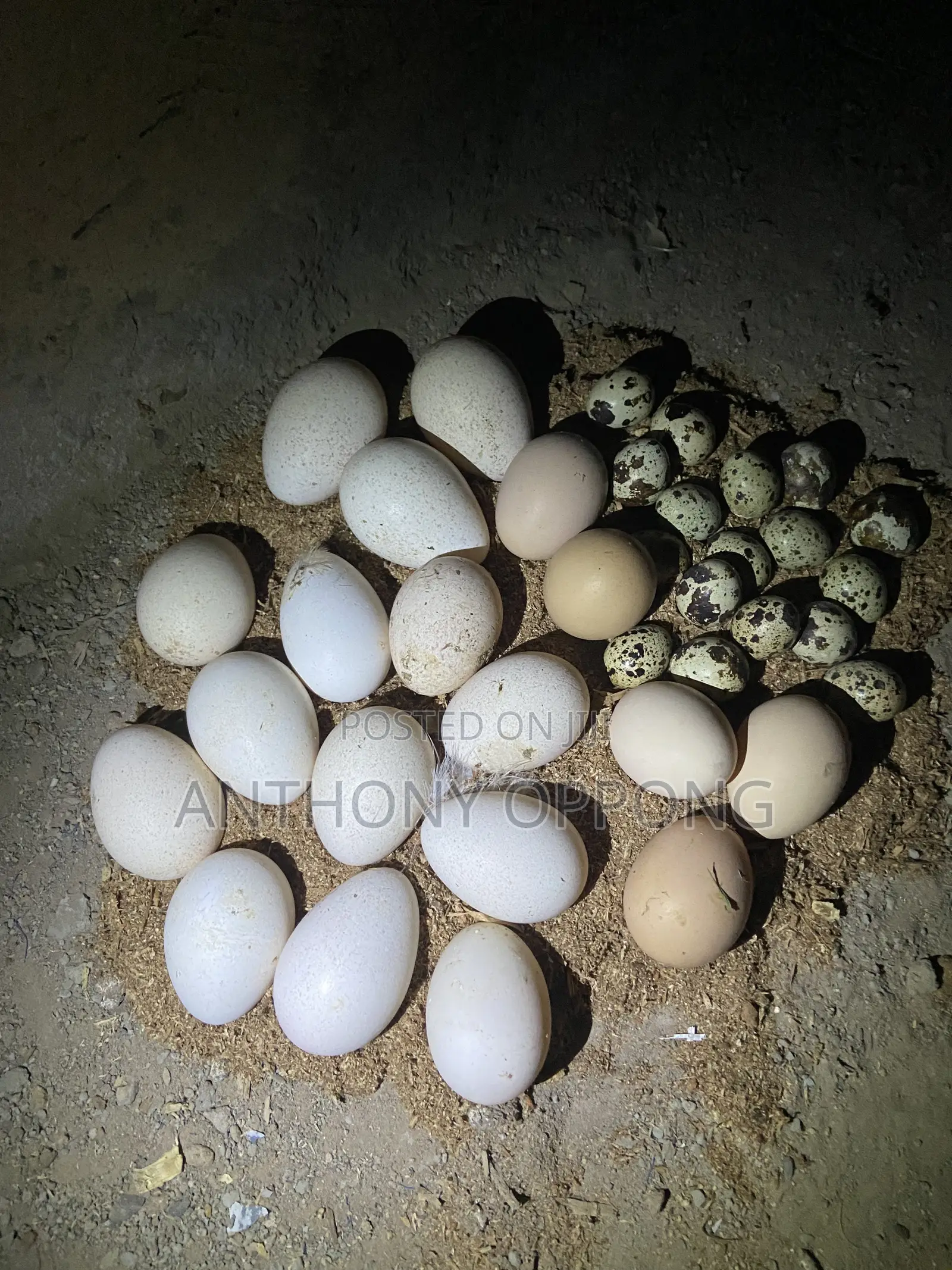 Turkey Eggs
