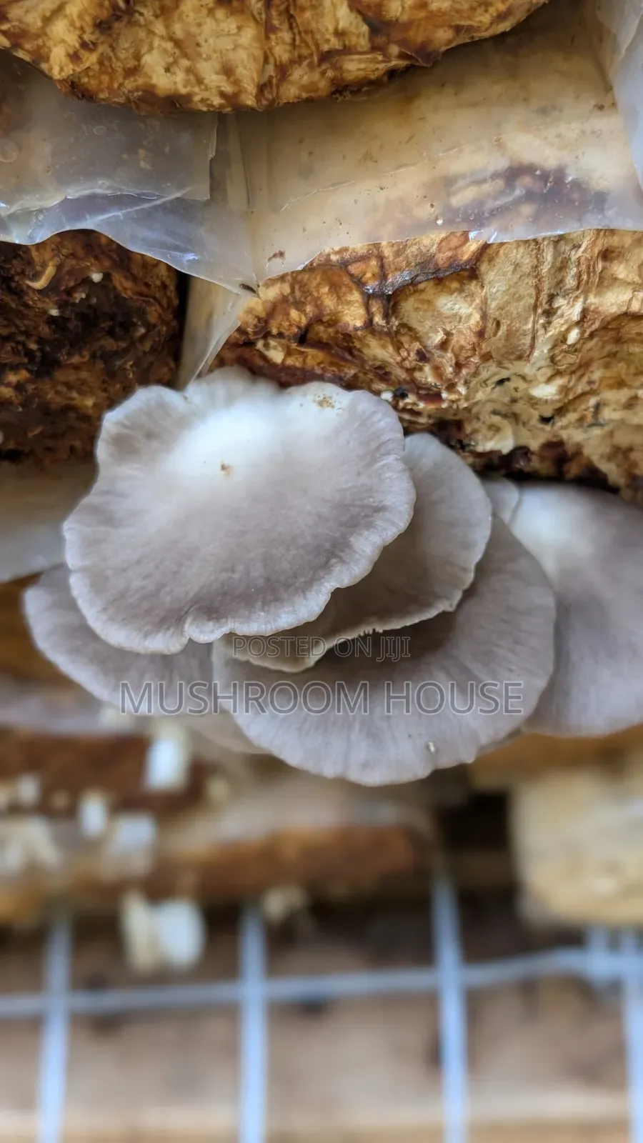 Organic Oyster Mushrooms For Sale ( Both Fresh And Dried)